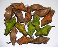 куколки бабочек Troides rhadamantus